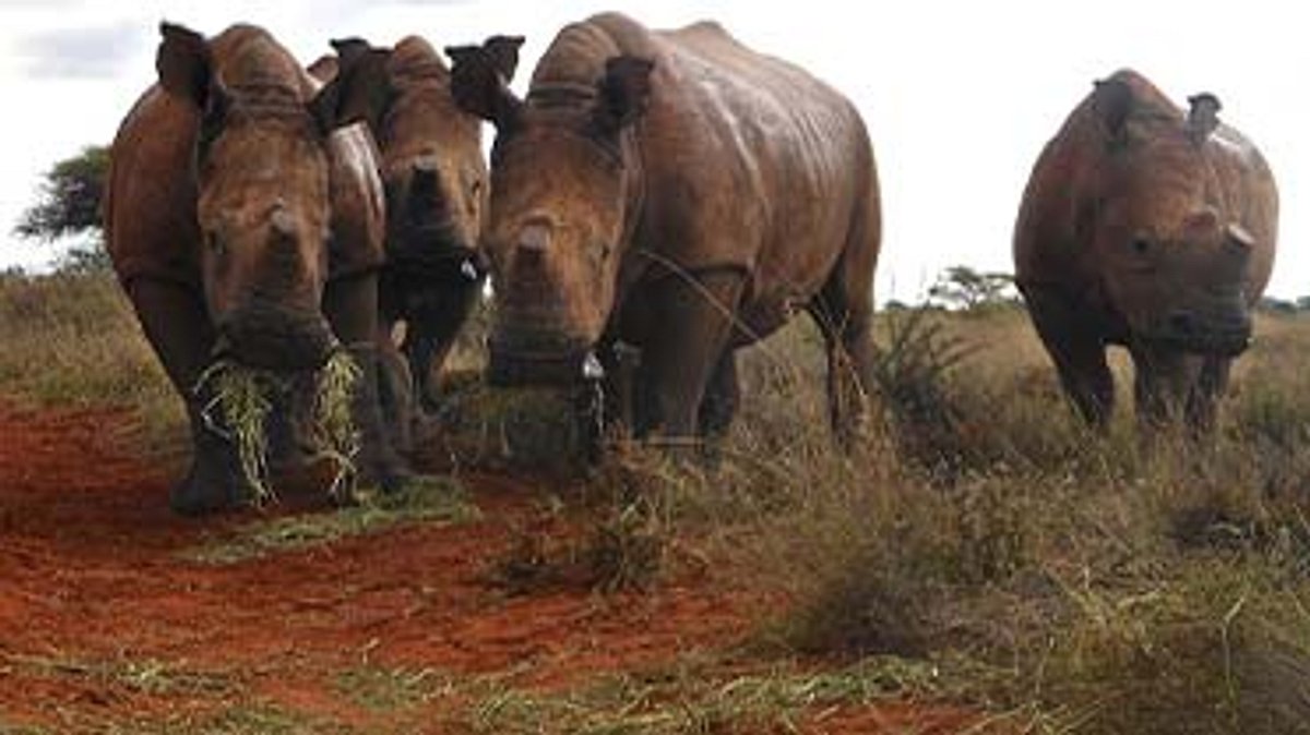 das waisenhaus für wilde tiere - abenteuer afrika