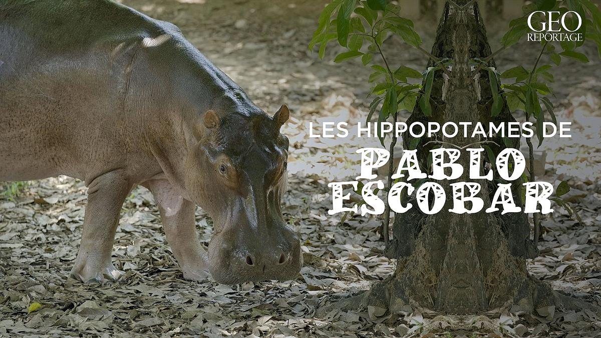geo reportage