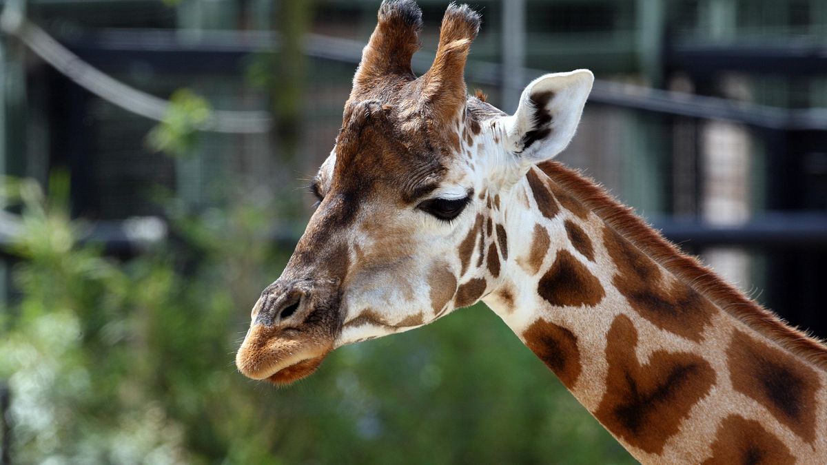 bronx zoo - tierpark der superlative