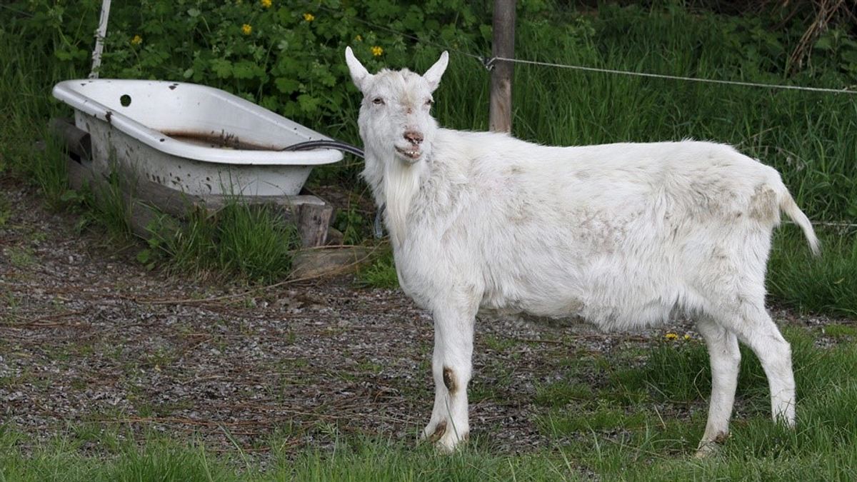 Löwenzähnchen - Eine Schnüffelnase auf Entdeckungstour löwenzähnchen - eine schnüffelnase auf entdeckungstour