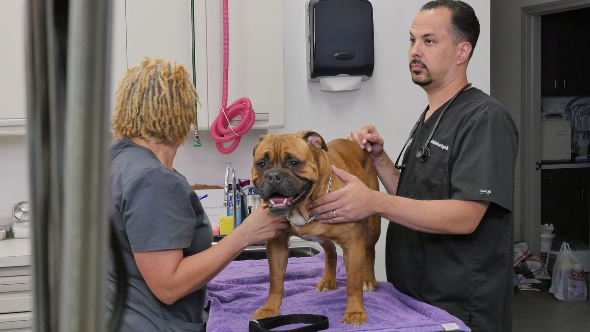 Die Tierärzte von Houston die tierärzte von houston