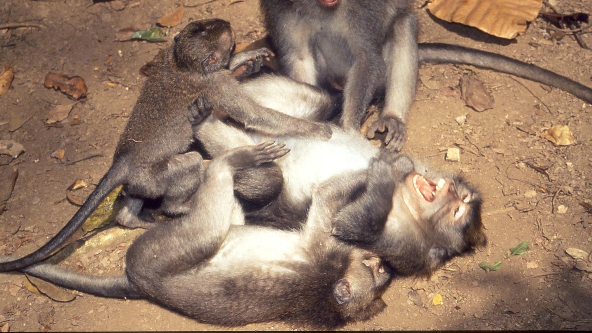 tierbabys ganz groß