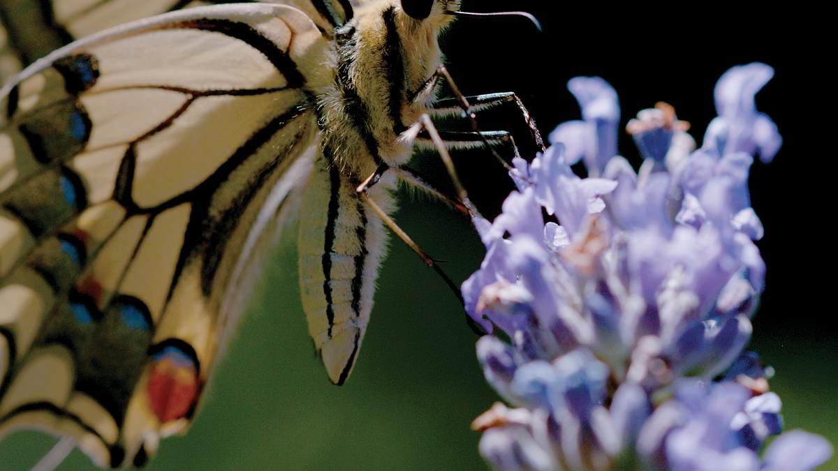 naturwunder gemüsegarten: die große welt der kleinen tiere