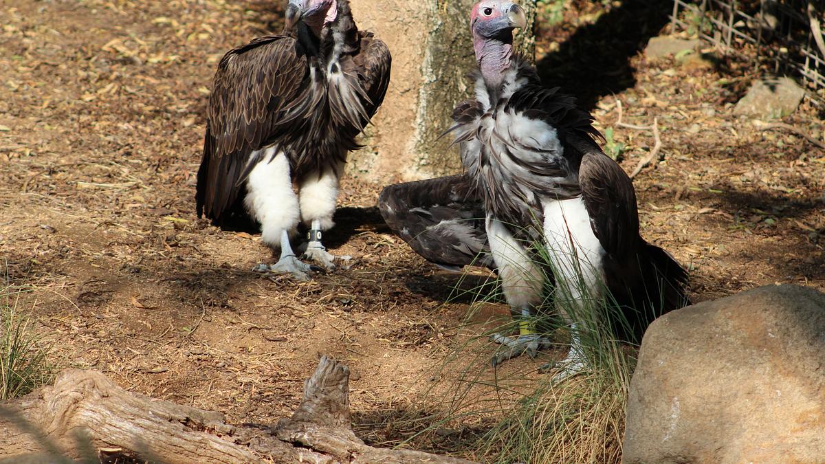san diego zoo