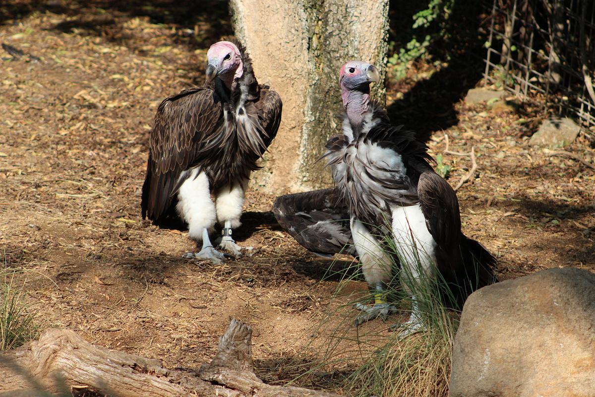 San Diego Zoo san diego zoo