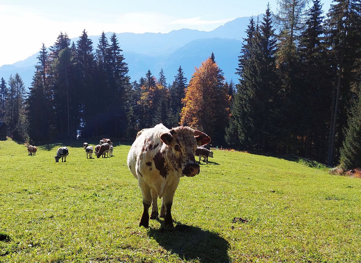 Slow food - Kulinarisches Erbe als Schatz der Zukunft slow food - kulinarisches erbe als schatz der zukunft