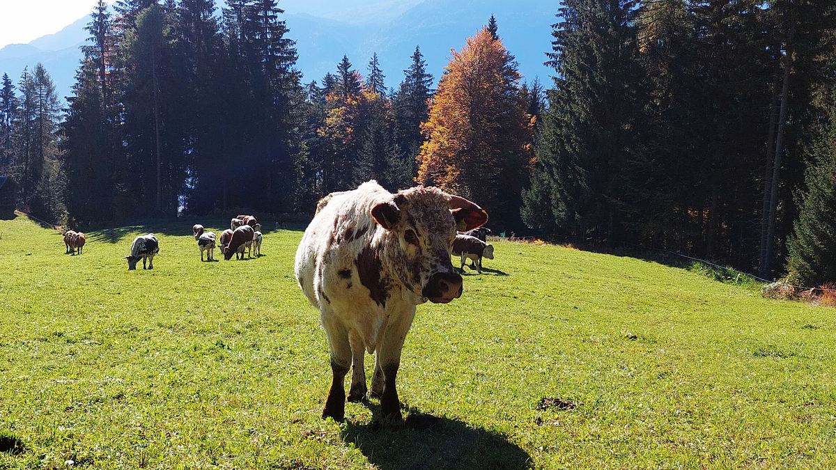slow food - kulinarisches erbe als schatz der zukunft