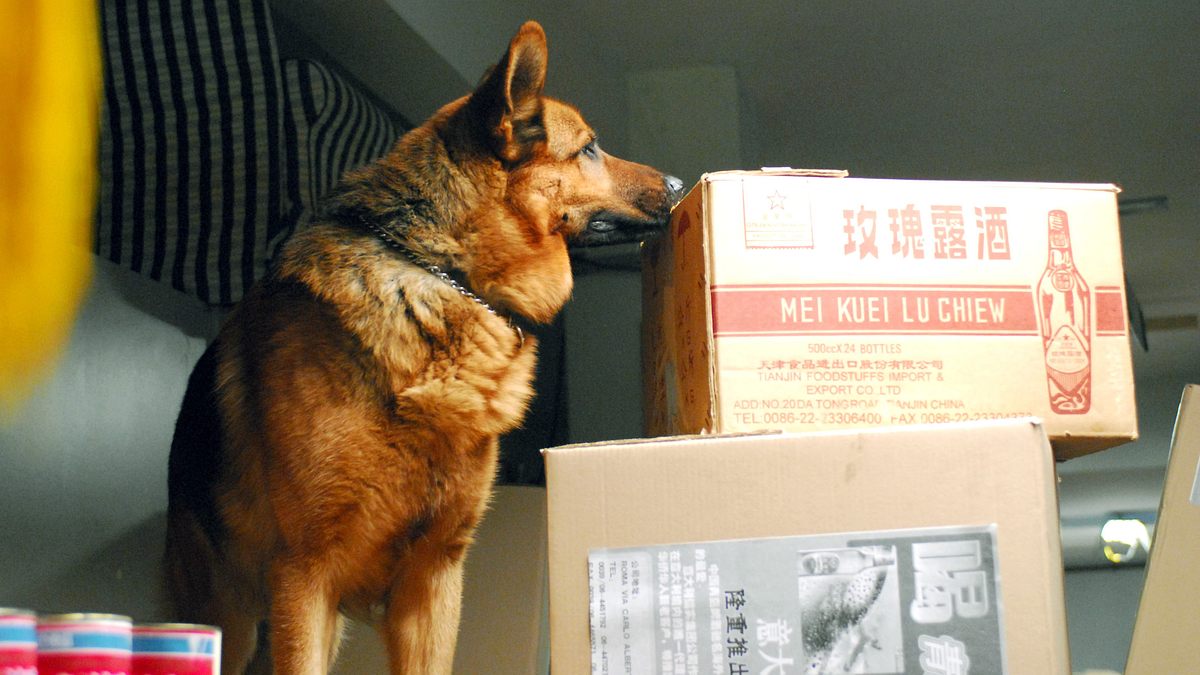 kommissar rex