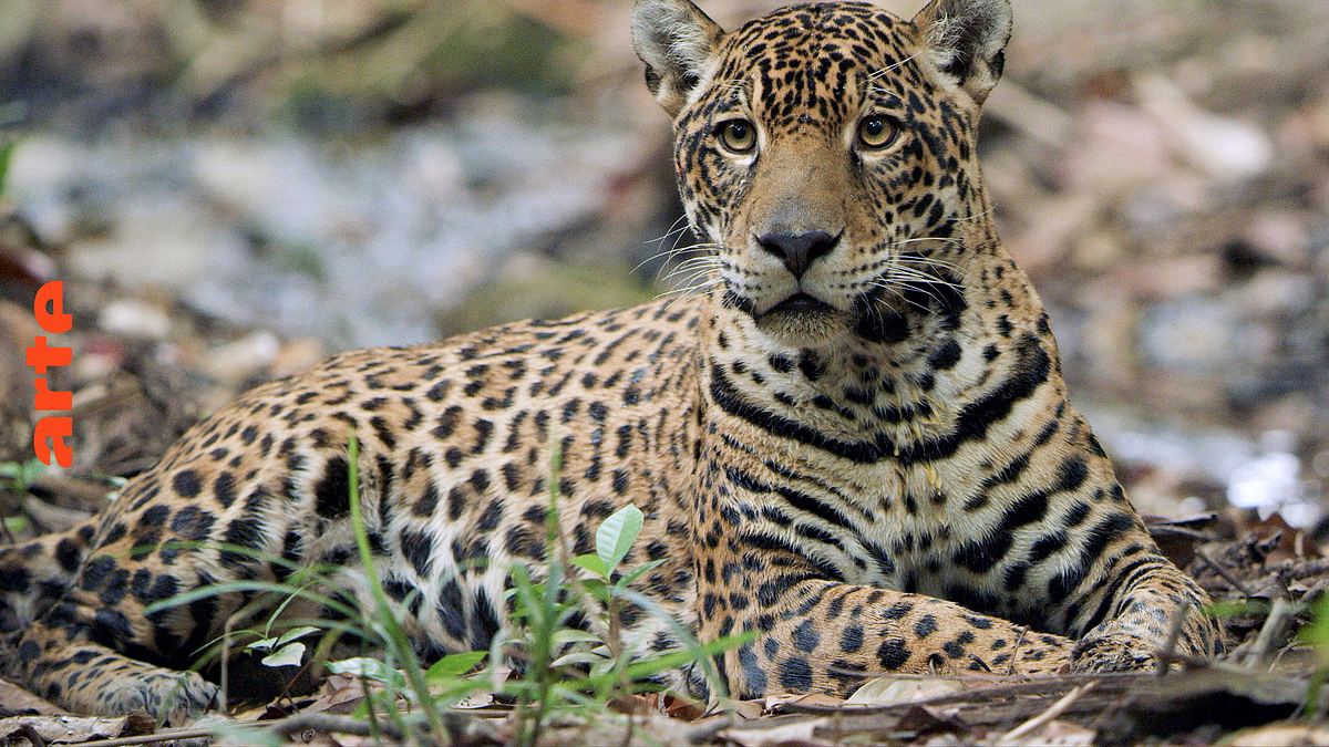 guyana - der weg des jaguars