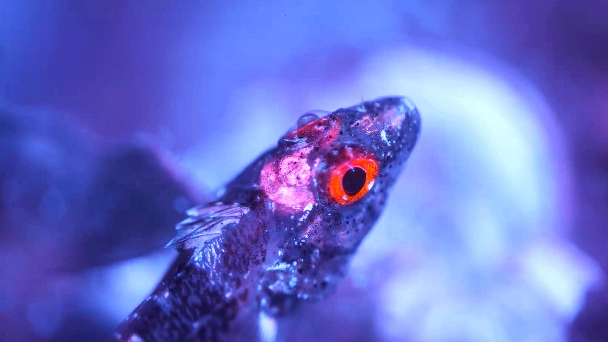 leuchtende natur - fluoreszenz als überlebensstrategie