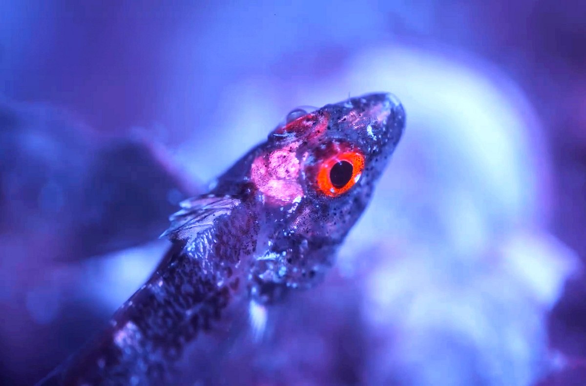 Leuchtende Natur - Fluoreszenz als Überlebensstrategie leuchtende natur - fluoreszenz als überlebensstrategie