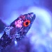 Leuchtende Natur - Fluoreszenz als Überlebensstrategie Thumbnail