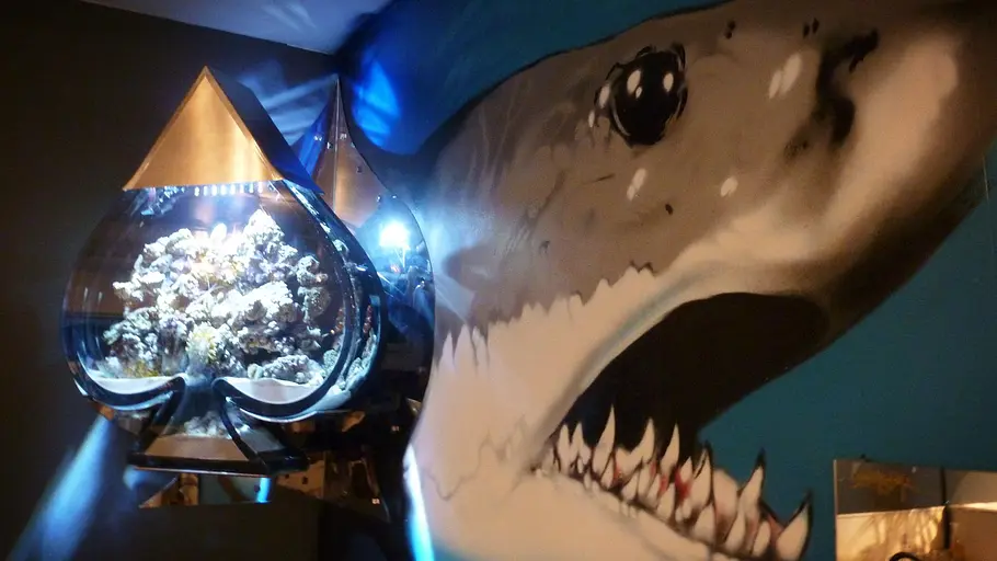 Die Aquarium-Profis die aquarium-profis