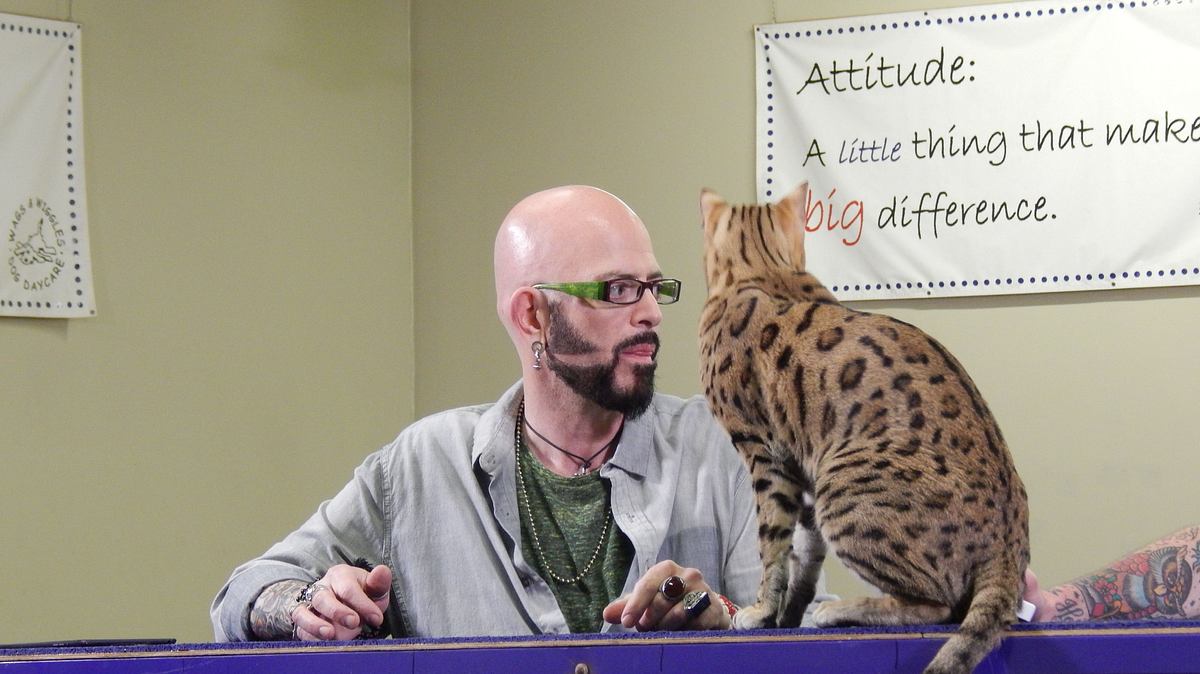 Der Katzenflüsterer der katzenflüsterer