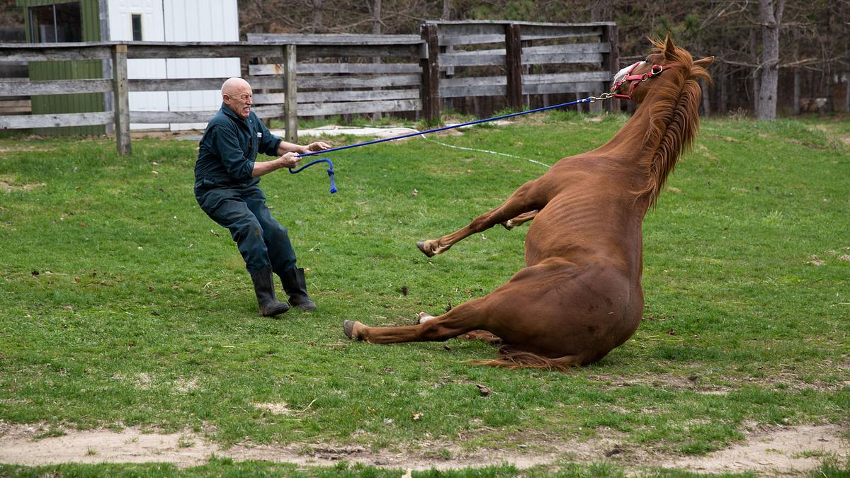 der unglaubliche dr. pol