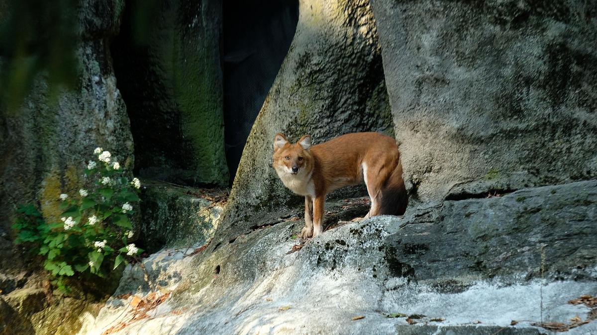 bronx zoo - tierpark der superlative