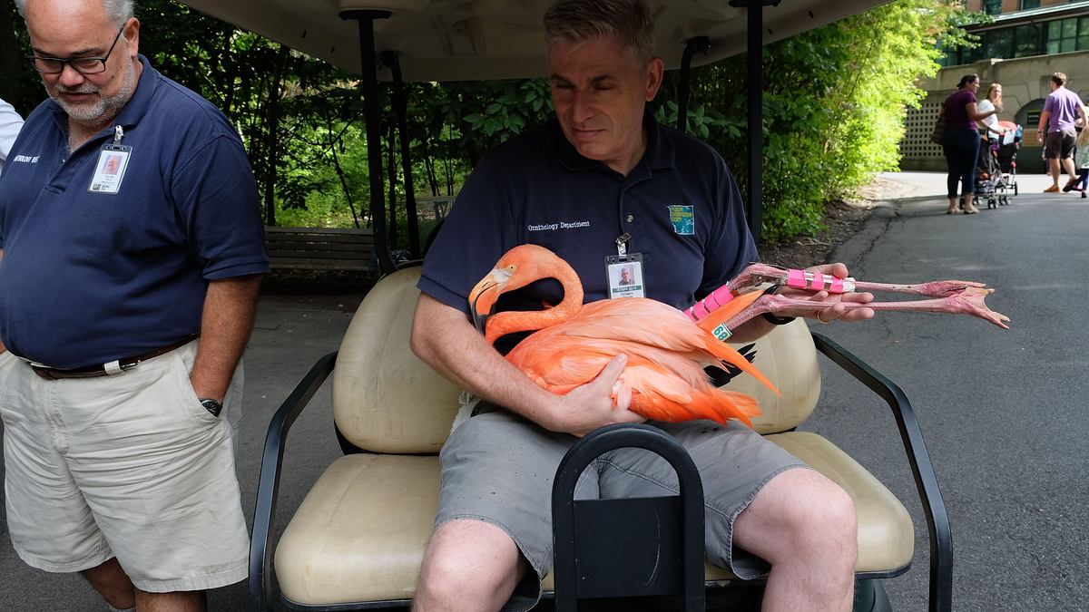 bronx zoo - tierpark der superlative
