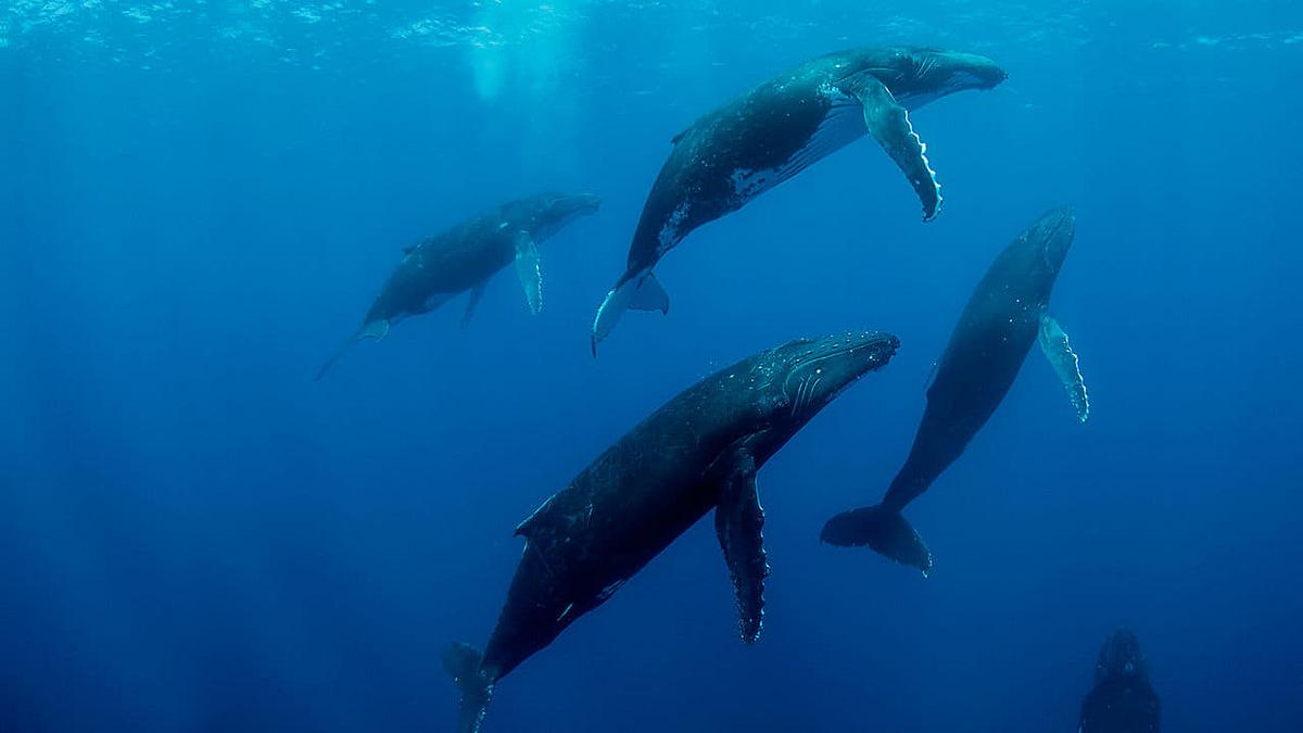 Humpback Whales - Buckelwale im Pazifik Humpback Whales - Buckelwale im Pazifik