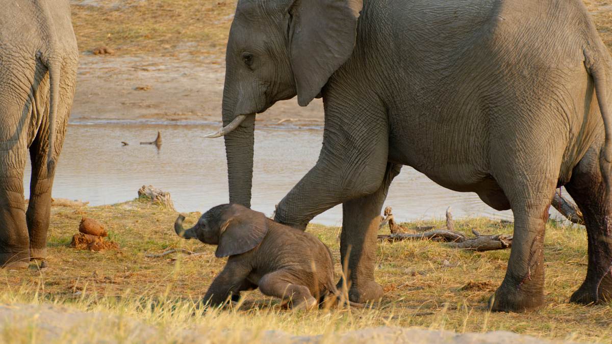 afrikas wilde tierwelt