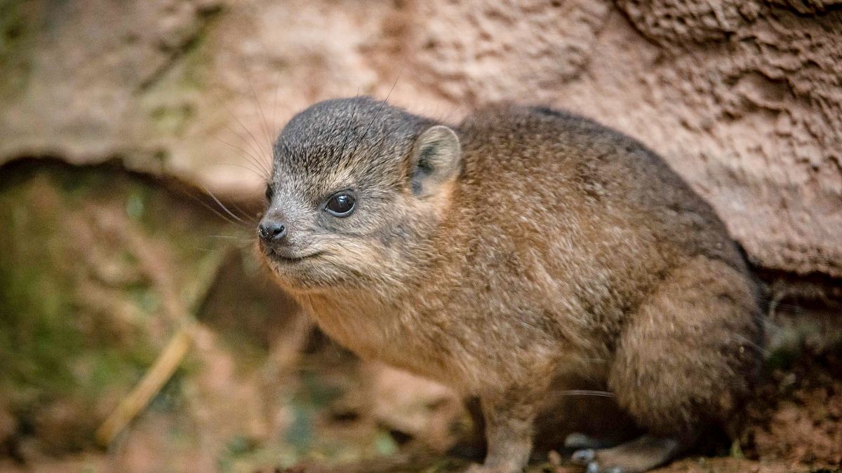 zoo und so - tierisch wild!