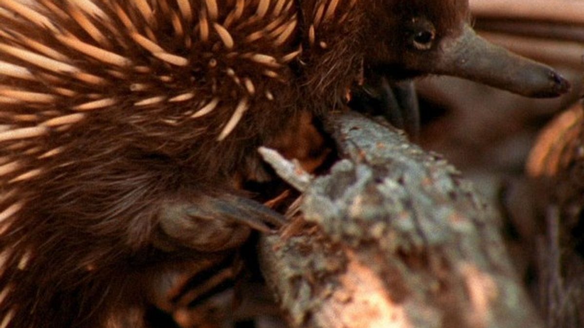 tierische freaks