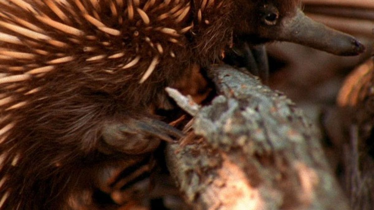 tierische freaks