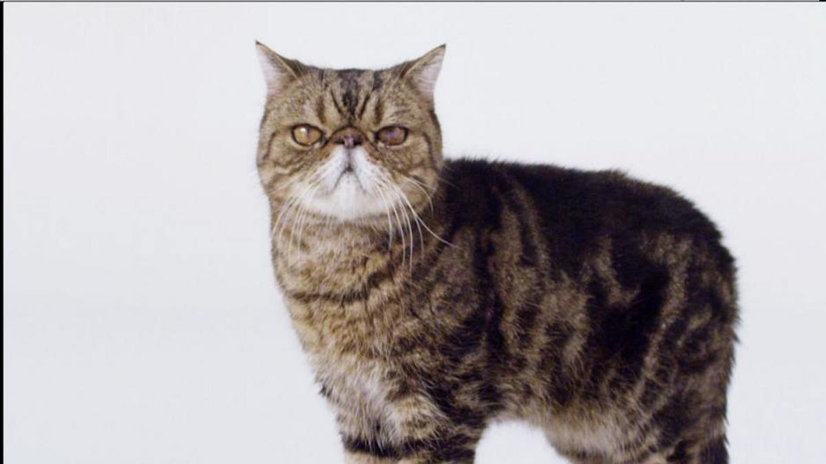 die zaubertricks der tiere