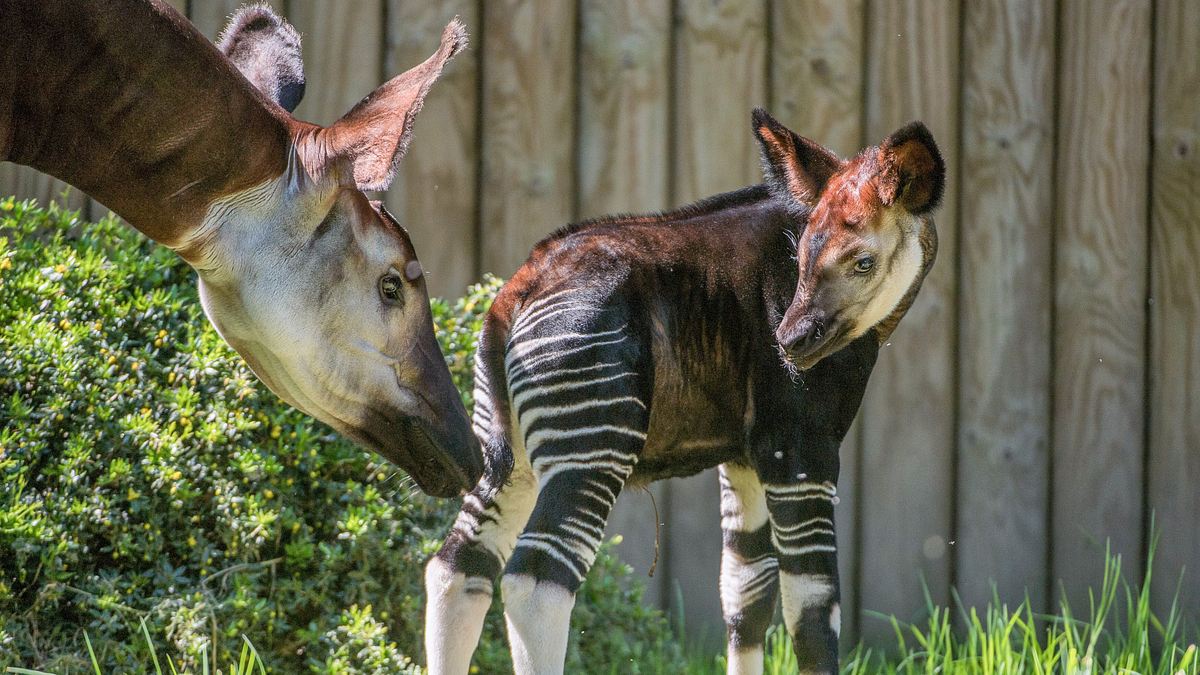 zoo und so - tierisch wild!