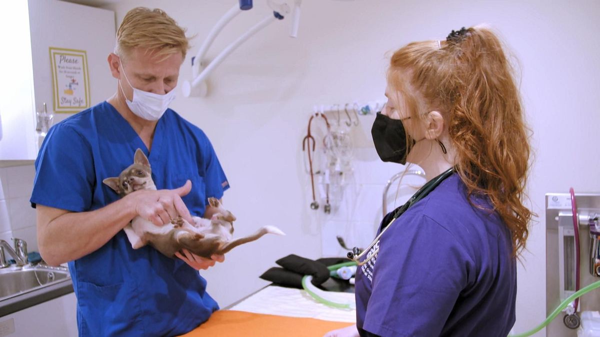 australiens tierrettung - einsatz am bondi beach
