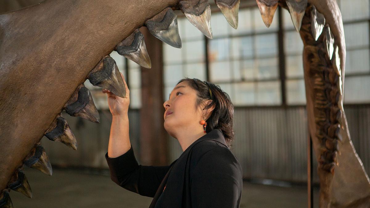 weißer hai vs. megalodon
