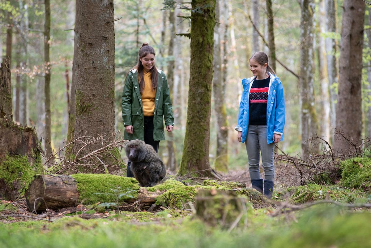 tiere bis unters dach