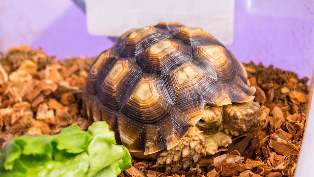 die tierärzte von houston