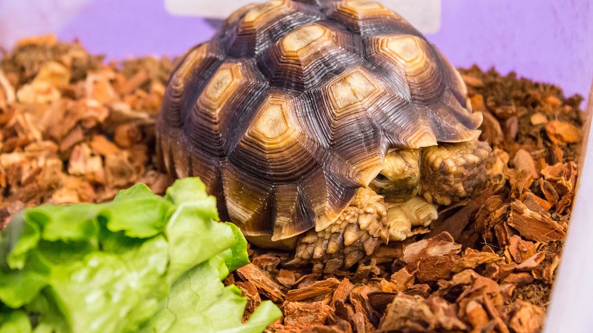 die tierärzte von houston