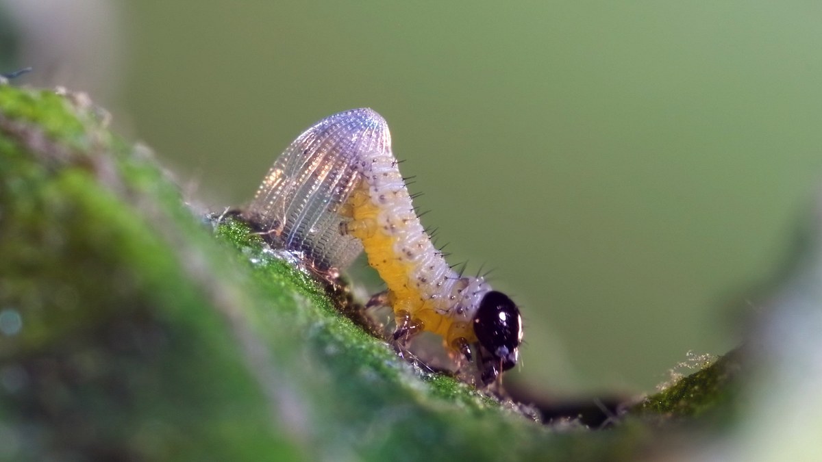insekten - die heimlichen herrscher
