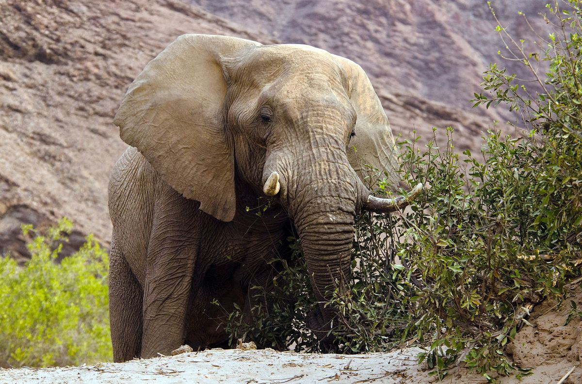 Die wilden Flüsse Afrikas die wilden flüsse afrikas