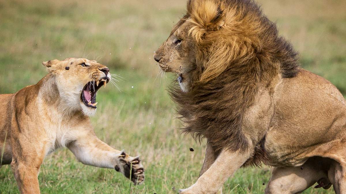 big cat tales - afrikas raubkatzen