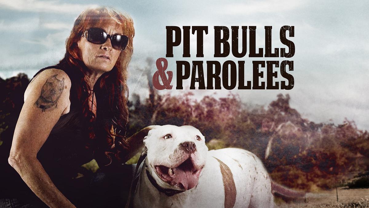pitbulls auf bewährung