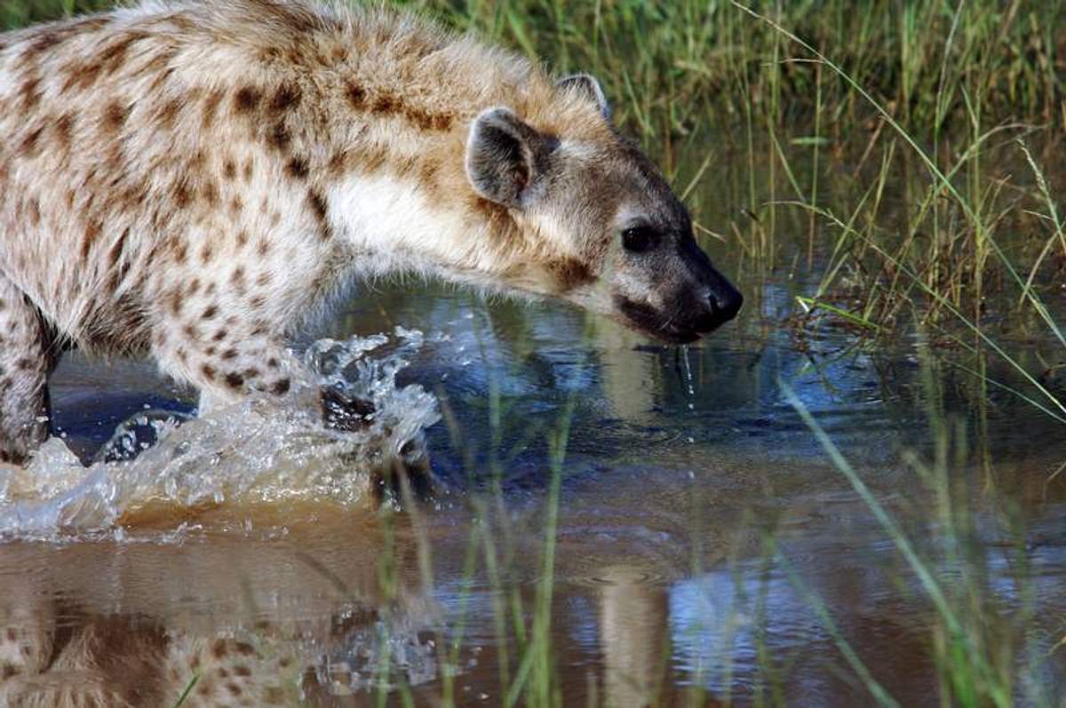 Afrikas tödlichste Jäger afrikas tödlichste jäger