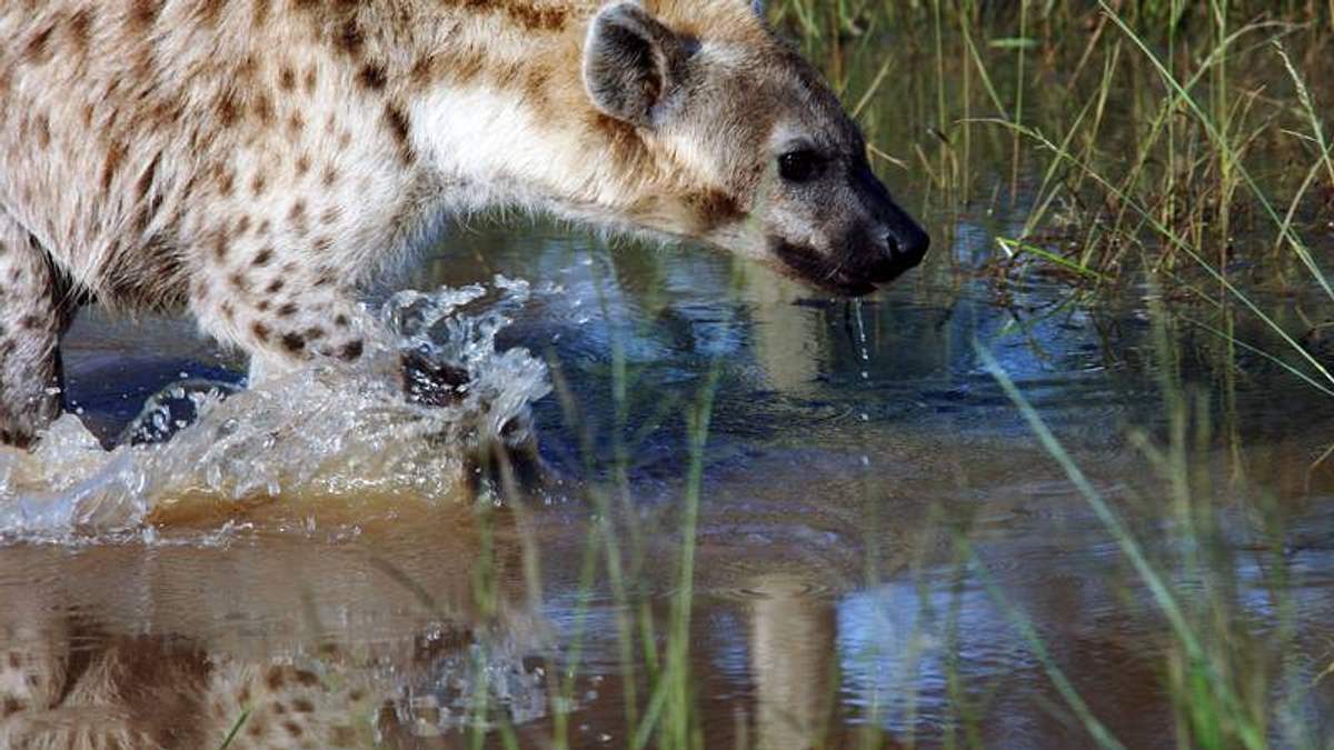 afrikas tödlichste jäger