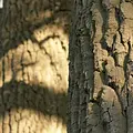 Naturwunderwerk Wald - Die faszinierenden Überlebensstrategien der Bäume Thumbnail