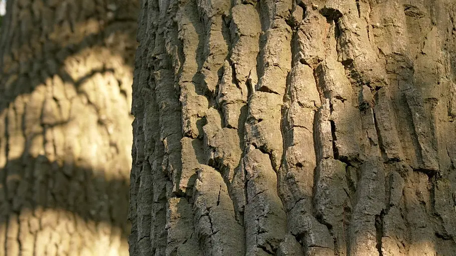 Naturwunderwerk Wald - Die faszinierenden Überlebensstrategien der Bäume naturwunderwerk wald - die faszinierenden überlebensstrategien der bäume