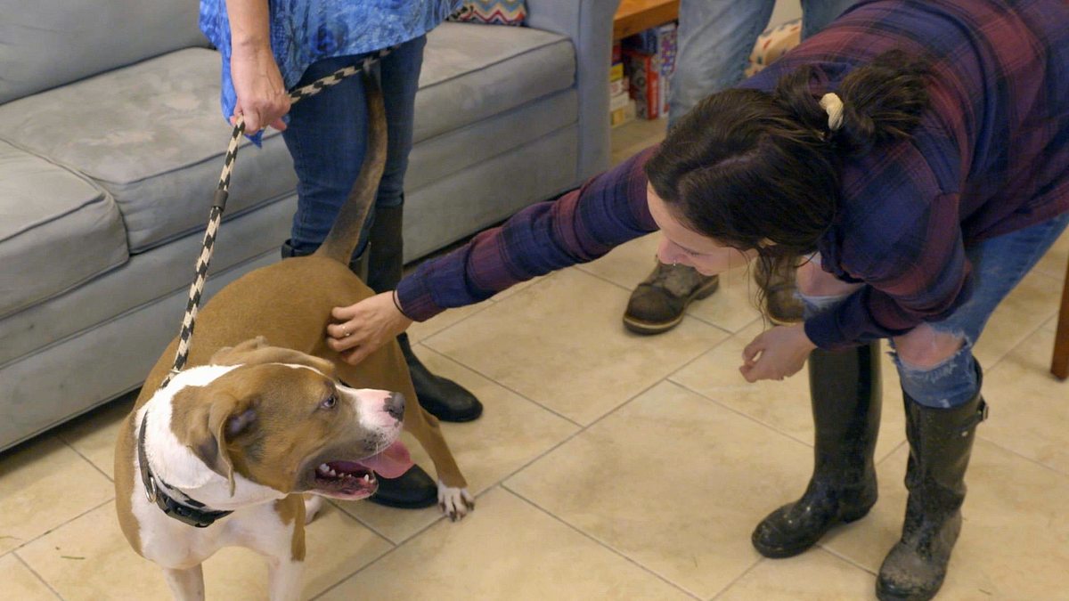 pitbulls auf bewährung