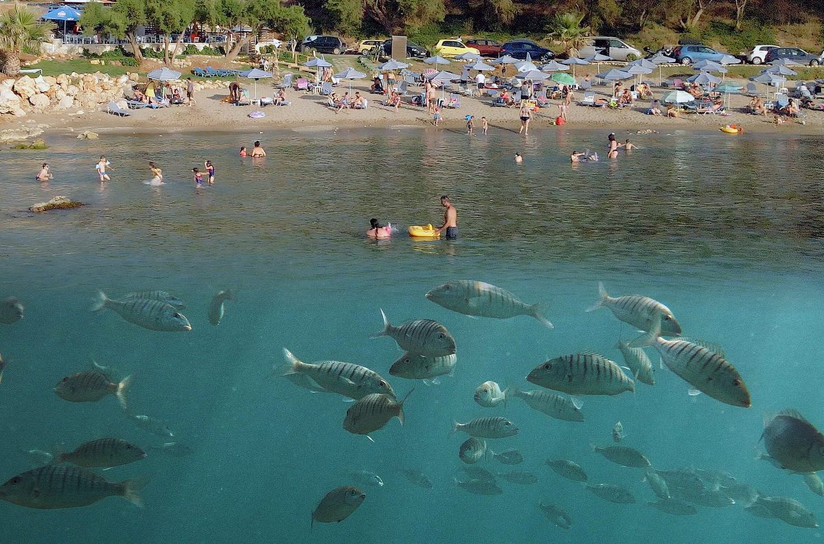 Der Strand: Tierisches aus dem Ferienparadies der strand: tierisches aus dem ferienparadies