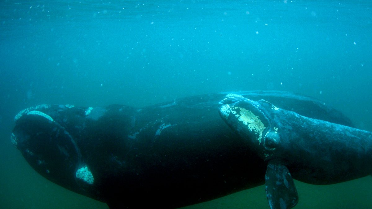 tierische freibeuter der meere