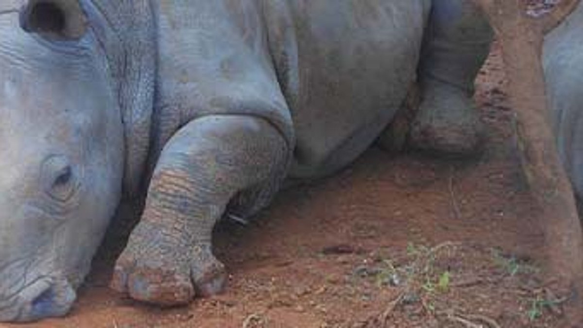 das waisenhaus für wilde tiere - abenteuer afrika