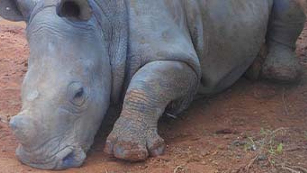 das waisenhaus für wilde tiere - abenteuer afrika