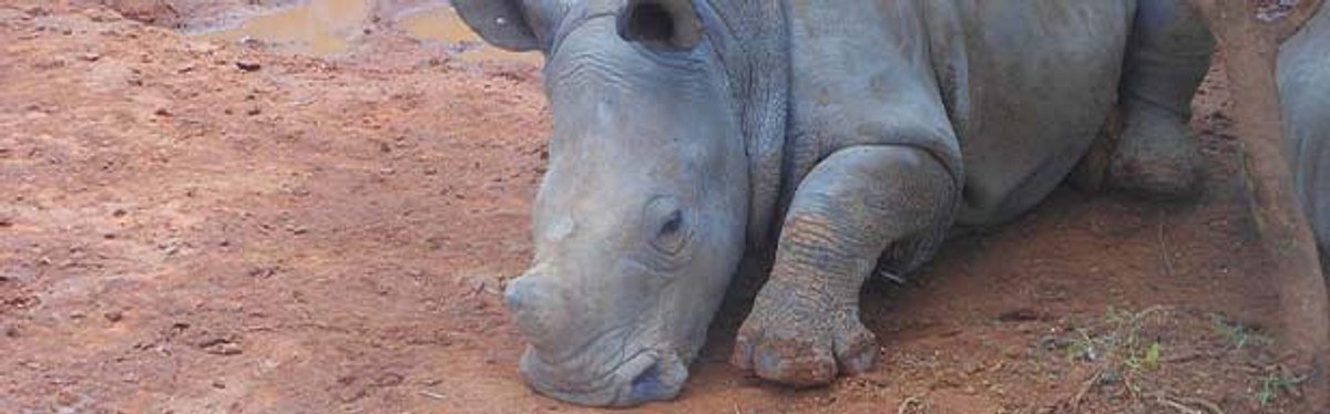 das waisenhaus für wilde tiere - abenteuer afrika