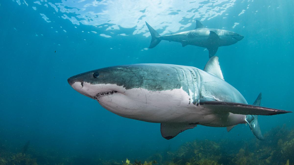 great white phred - der größte weiße hai der welt