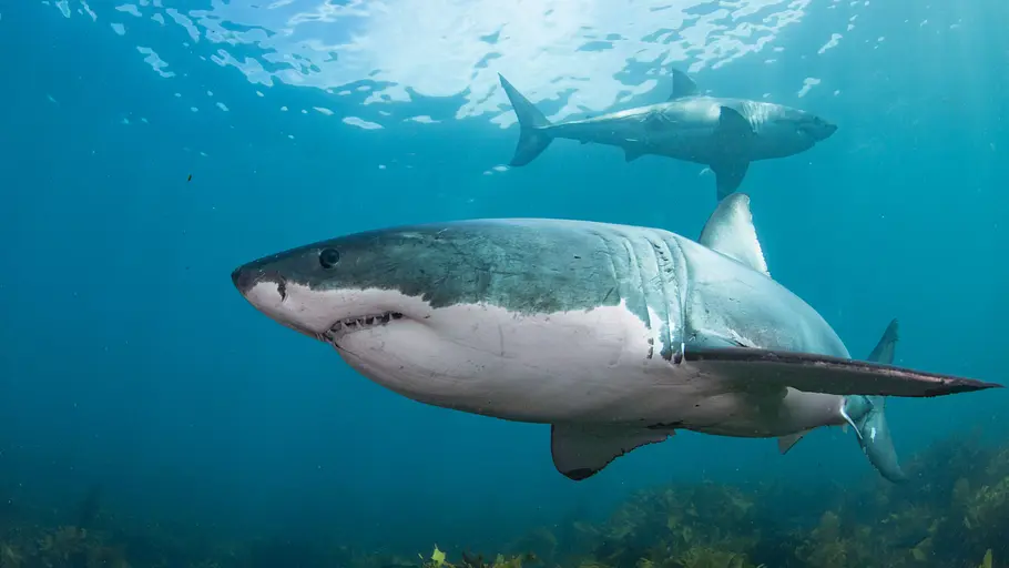 Great White Phred - Der größte Weiße Hai der Welt great white phred - der größte weiße hai der welt