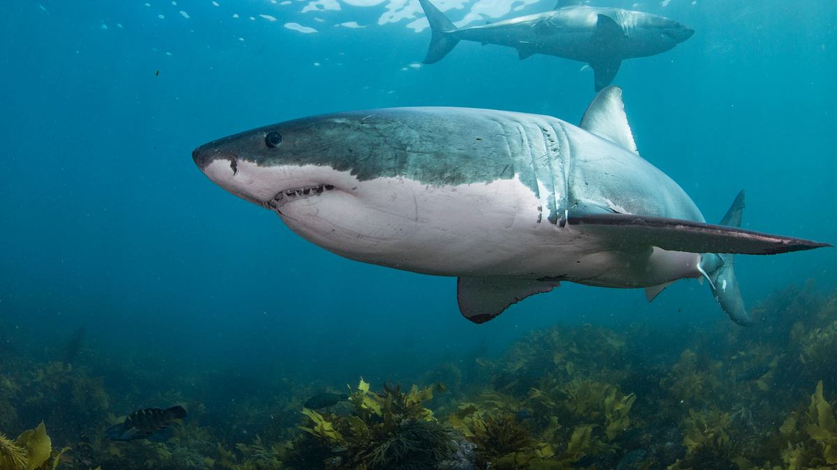 great white phred - der größte weiße hai der welt